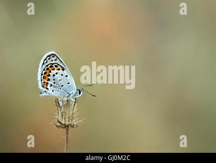 Blauer Schmetterling Silber verziert Stockfoto