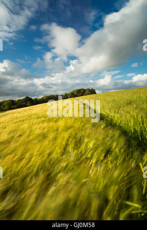 ein Gerstenfeld in der Nähe von Cerne Abbas, Dorset, England Stockfoto