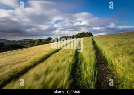 ein Gerstenfeld in der Nähe von Cerne Abbas, Dorset, England Stockfoto