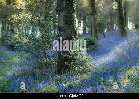 Glockenblumen in den Wäldern in der Nähe von Minterne Magna, Dorset, England Stockfoto