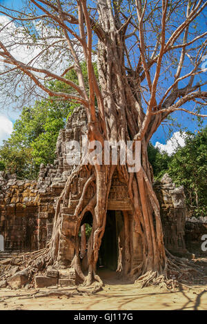 Baum wächst auf einen Tempeleingang in die Angkor in Kambodscha Komplex Stockfoto