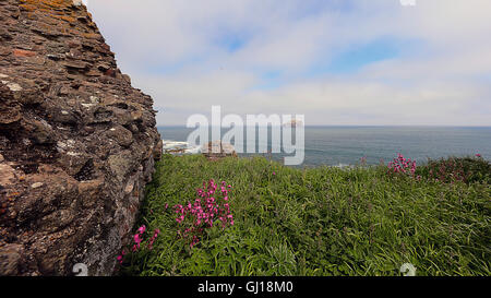 Bass Rock aus Tantallon Castle. North Berwick Stockfoto