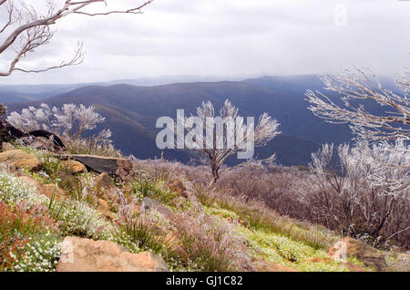 Australische Alpenraum mit Wildblumen und einer leichten Abstauben von Schnee auf den Bäumen Stockfoto