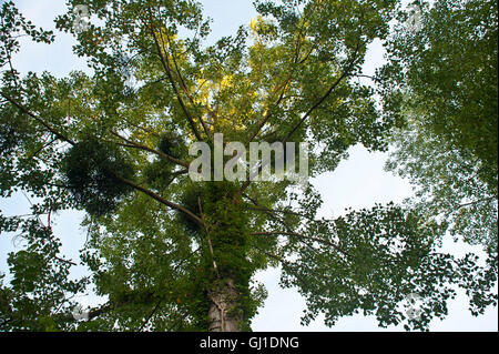 Mistel wächst auf einem Baum in der Nähe von Calais, Frankreich Stockfoto