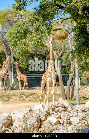 Montpellier Zoologischer Park Stockfoto