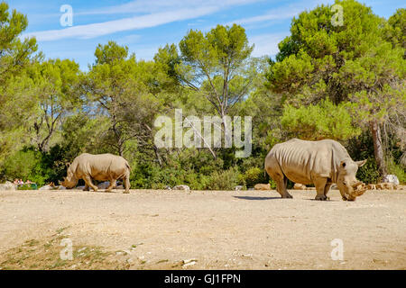 Montpellier Zoologischer Park Stockfoto