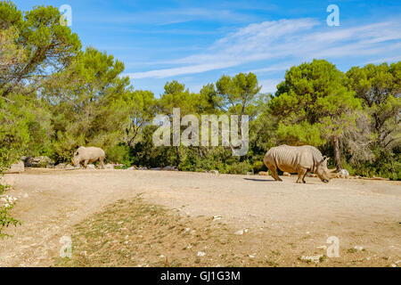 Montpellier Zoologischer Park Stockfoto