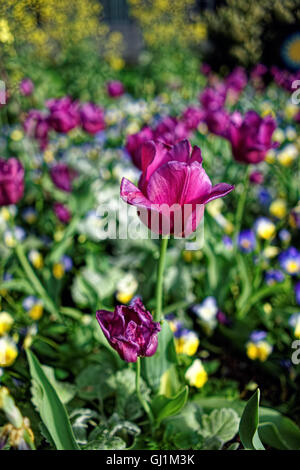 Schwerpunkt auf diesem Foto ist auf die wunderschönen lila Tulpe unter anderem in ein Blumenbeet. Das Bild wurde aufgenommen in der Floral oder Tulip-Bibliothek in der National Mall in Washington D.C., USA. Stockfoto