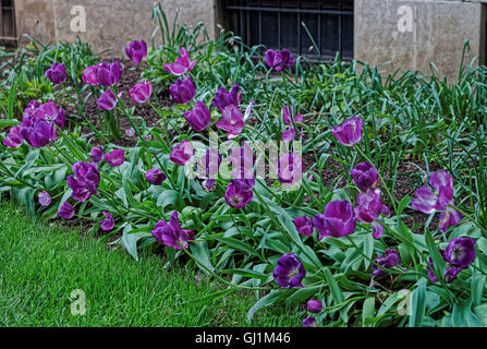 Dunkele violette Tulpen wurden im Park in Washington D.C., USA fotografiert. Die Tulpe ist eine eurasische und nordafrikanischen Gattung mehrjährige, bauchige Pflanzen in der Familie der Liliengewächse. Stockfoto