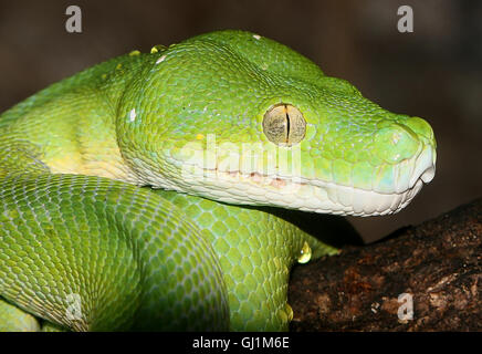 Southeast Asian Green Tree Python oder protektiven (Morelia Viridis), Nahaufnahme des Kopfes Stockfoto