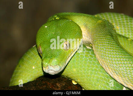 Southeast Asian Green Tree Python oder protektiven (Morelia Viridis), vor der Kamera Stockfoto
