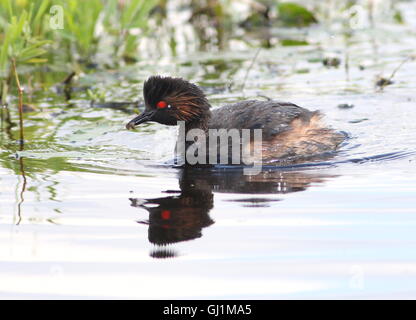 Ältere Schwarzhals Europäische Haubentaucher (Podiceps Nigricollis) mit einem kleinen Grub oder Wasser Insekt Stockfoto