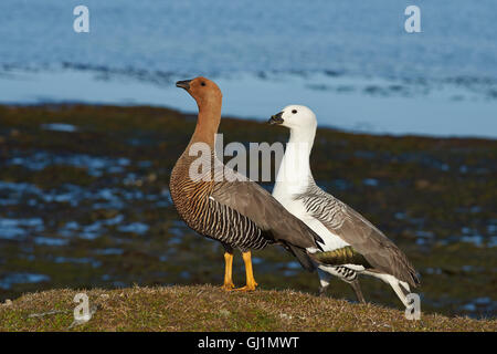 Paar Upland Gänse (Chloephaga Picta Leucoptera) auf einer Klippe am Bleaker Island auf den Falklandinseln. Stockfoto