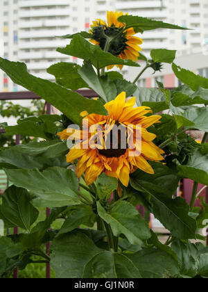 Helle schöner große gelbe Blume mit großen, grünen Blätter im Hintergrund des Gebäudes ist die Blüte der Sonnenblume genannt. Stockfoto