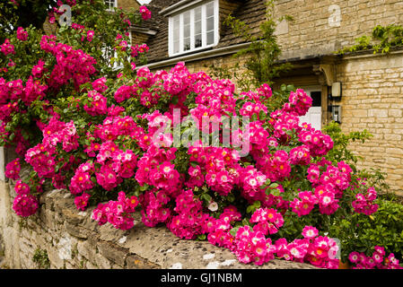 Weitläufigen Rambler stieg in einen Vorgarten (glauben amerikanische Säule Rosa sein) Stockfoto