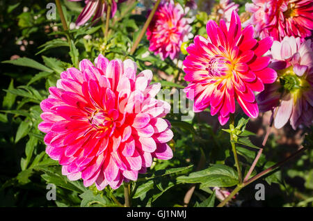 Dekorative Dahlie Kalinka Blume mitten im Sommer Stockfoto