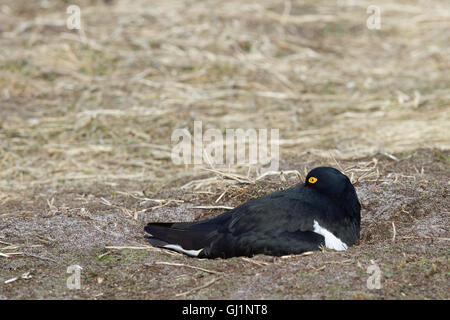 Magellanic Austernfischer (Haematopus Leucopodus) Stockfoto