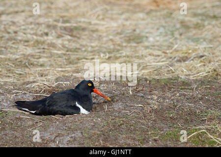 Magellanic Austernfischer (Haematopus Leucopodus) Stockfoto