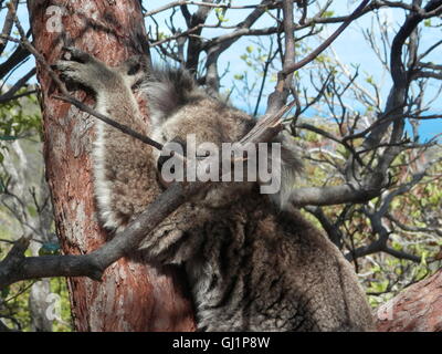 Koala schläft in einem Baum auf Magnetic Island, Australien Stockfoto