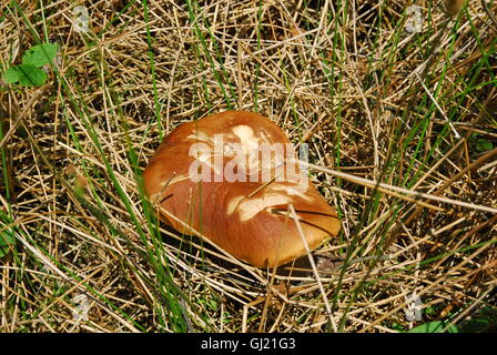 Pilz, Steinpilz edulis, Wald, grüner Wald, Stockfoto