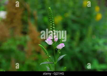 Gehorsam Pflanze, falsche Drachenkopf, Physostegia virginiana Stockfoto