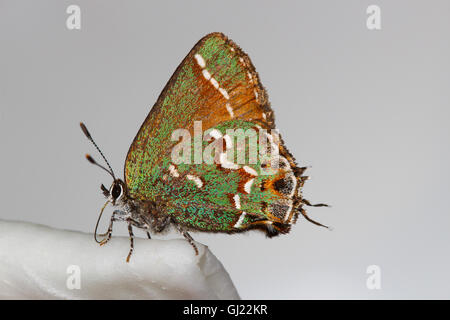 Eine Nectaring weibliche Wacholder-Zipfelfalter (Callophrys Gryneus), Indiana, Vereinigte Staaten Stockfoto