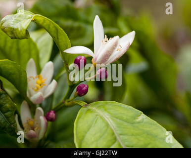 Blumen und Blüten von einem Orangenbaum. Blätter und Frühlingsblumen auf einem Lager orange Baum in einem Garten Obstgarten von Sao Miguel Stockfoto