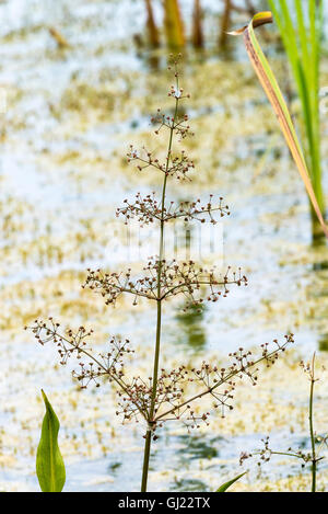 Die Überreste einer gemeinsamen Wasser Wegerich-Anlage in einem Reed-Bett im Dearne Valley in der Nähe von Barnsley South Yorkshire England UK Stockfoto