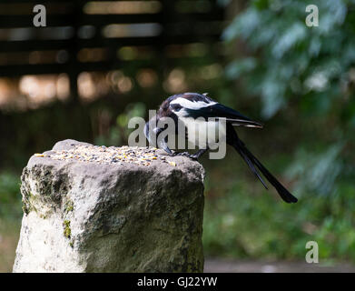 Eine Elster ernähren sich von Samen auf einem Felsen im Dearne Valley in der Nähe von Barnsley South Yorkshire England Vereinigtes Königreich UK Stockfoto