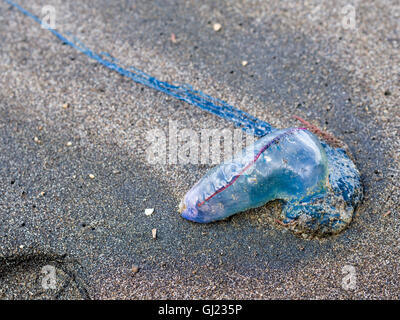 Kleine Mann o Krieg Quallen auf dem Sand. Eine kleine blaue und rote Qualle auf einem dunklen Sandstrand von der Flut angespült. Stockfoto