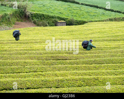 Ernte Tee auf den Azoren: tragen. Zwei Männer tragen große Säcke mit frisch geschnittenen Blätter, eine Tee-Plantage-Feldes. Stockfoto