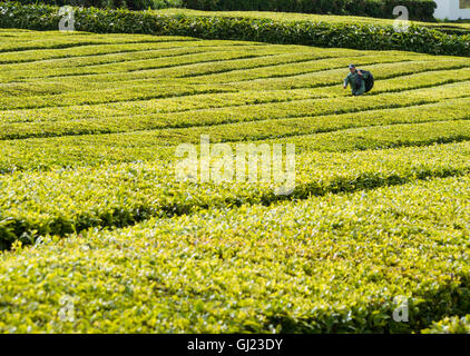 Ernte Tee auf den Azoren: tragen. Ein einzelner Mann geht eine große Plünderung neu geernteten Teeblätter, des Feldes Tee. Stockfoto