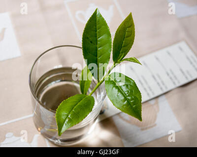 Zweig des Tees in einem Glas Wasser. Ein Zweig von einem Tee Strauch schmückt einen Tisch im Café des Cha Porto Formoso-Tee-Plantage. Stockfoto