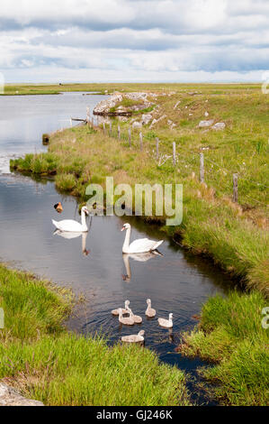 Ein paar Höckerschwäne, Cygnus Olor, mit Cygnets auf Loch Bi in South Uist. Stockfoto