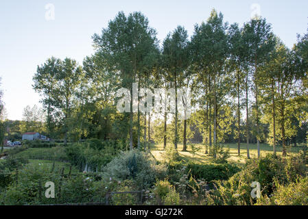 Sonnenuntergang hinter hohen Bäumen im Dorf von Conchy Sur Canche, Picardie, Frankreich Stockfoto