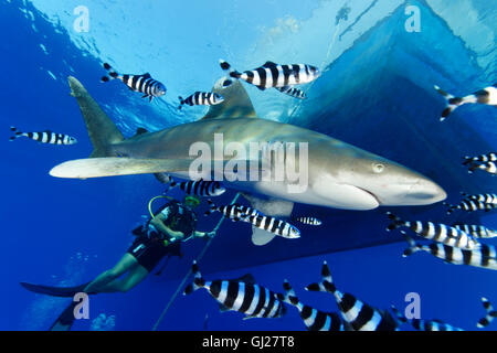 Ozeanische Weißspitzen Hai mit Pilotfish und Scuba Diver, Daedalus Reef, Rotes Meer, Ägypten Stockfoto