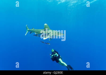 Ozeanische Weißspitzen Hai mit Pilotfish und Scuba Diver, Daedalus Reef, Rotes Meer, Ägypten Stockfoto