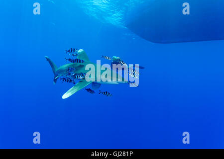 Ozeanische Weißspitzen Hai mit Pilotfish und Scuba Diver, Daedalus Reef, Rotes Meer, Ägypten Stockfoto