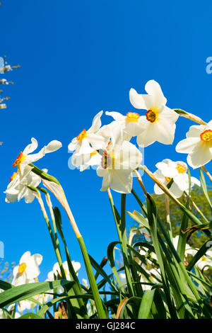 Weiße Narzissen gegen den blauen Himmel Stockfoto