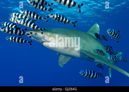 Carcharhinus Longimanus, Naucrates Fortschreitens, Oceanic Weißspitzen Hai mit Pilot Fisch, Pilotfish, Daedalus Riff, Rotes Meer, Ägypten Stockfoto