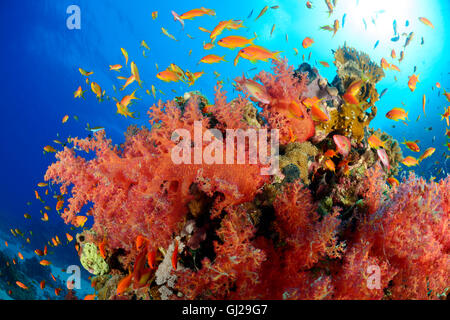 Korallenriff mit Hemprichs rot Struktur Weichkorallen und Orange Basslet oder Meer Goldie, Wadi Gimal, Marsa Alam, Rotes Meer, Ägypten Stockfoto