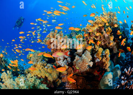 Welle mit School of Red Coral Barsch oder Meer Goldie und Taucher, Wadi Gimal, Marsa Alam, Rotes Meer, Ägypten Stockfoto