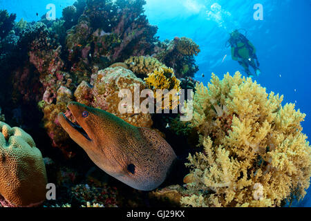 Gymnothorax Javanicus, Riesen-Muräne, Morayeel und Taucher, Wadi Gimal, Marsa Alam, Rotes Meer, Ägypten, Afrika Stockfoto