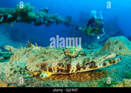 Papilloculiceps Longiceps, Tentacled Flathead, Crocodilefische und Scuba Diver, Wadi Gimal, Marsa Alam, Rotes Meer, Ägypten, Afrika Stockfoto