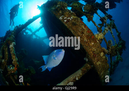 Pseudobalistes Fuscus, gelb gefleckten Drückerfisch Schiffbruch Hamada und Taucher, Wadi Gimal, Marsa Alam, Rotes Meer, Ägypten Stockfoto