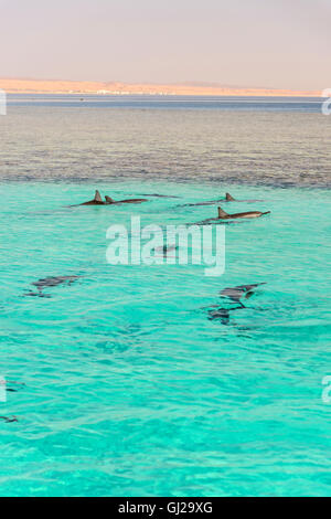 Stenella Longirostris, Schule Long-snouted Spinner-Delfine in einer Lagune, Wadi Gimal, Marsa Alam, Marsa Alam, Rotes Meer, Ägypten Stockfoto