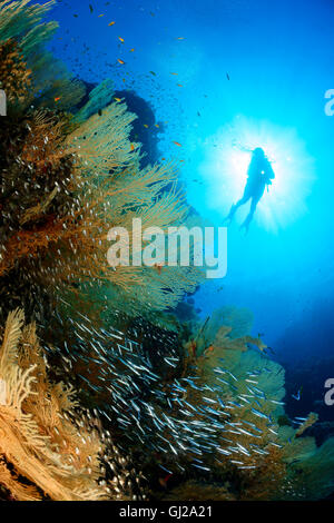 Welle und Scuba Diver mit riesigen Fächerkorallen, Glassfish und juvenile Barrakudas, Safaga, Rotes Meer, Ägypten Stockfoto