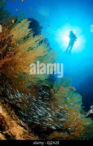 Welle und Scuba Diver mit riesigen Fächerkorallen, Glassfish und juvenile Barrakudas, Safaga, Rotes Meer, Ägypten Stockfoto