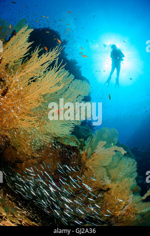Welle und Scuba Diver mit riesigen Fächerkorallen, Glassfish und juvenile Barrakudas, Safaga, Rotes Meer, Ägypten Stockfoto