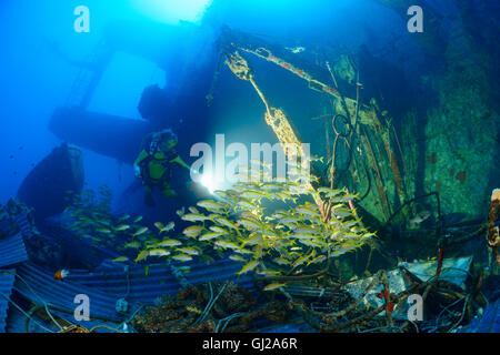 Schiffbruch erleiden Sie, Salem Express, Taucher mit Schule Yellowfin Goatfish auf dem Schiff Wrack, Safaga, Rotes Meer, Ägypten Stockfoto